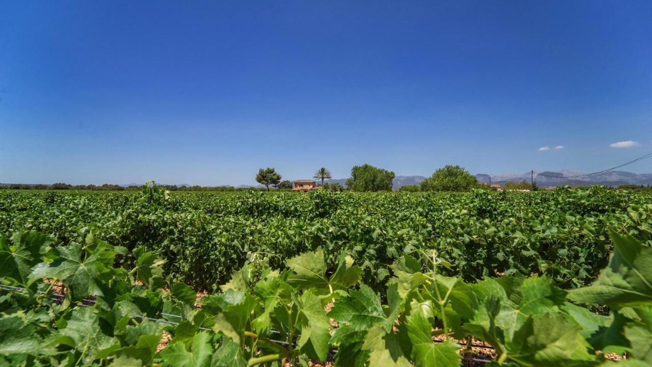 Villa Vinyes Grau